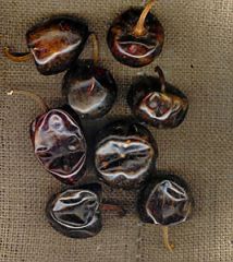 Cascabel
